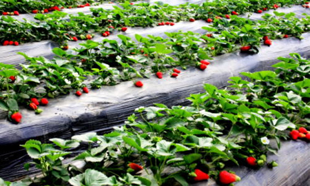 Shandong Aqing Strawberry Garden Strawberry Seedling Soil Insulation Project