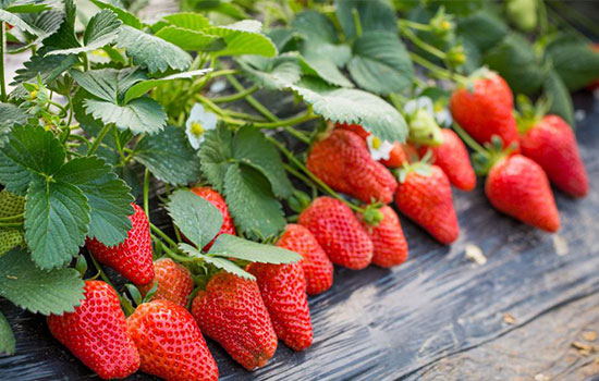 Proyecto de aislamiento de suelo de plántulas de jardín de fresas de Chongqing